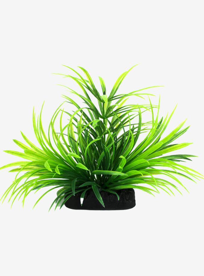 Green Fern
