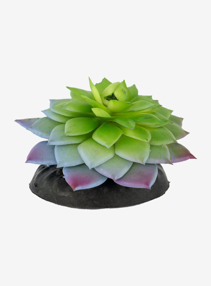 Suculant Plant