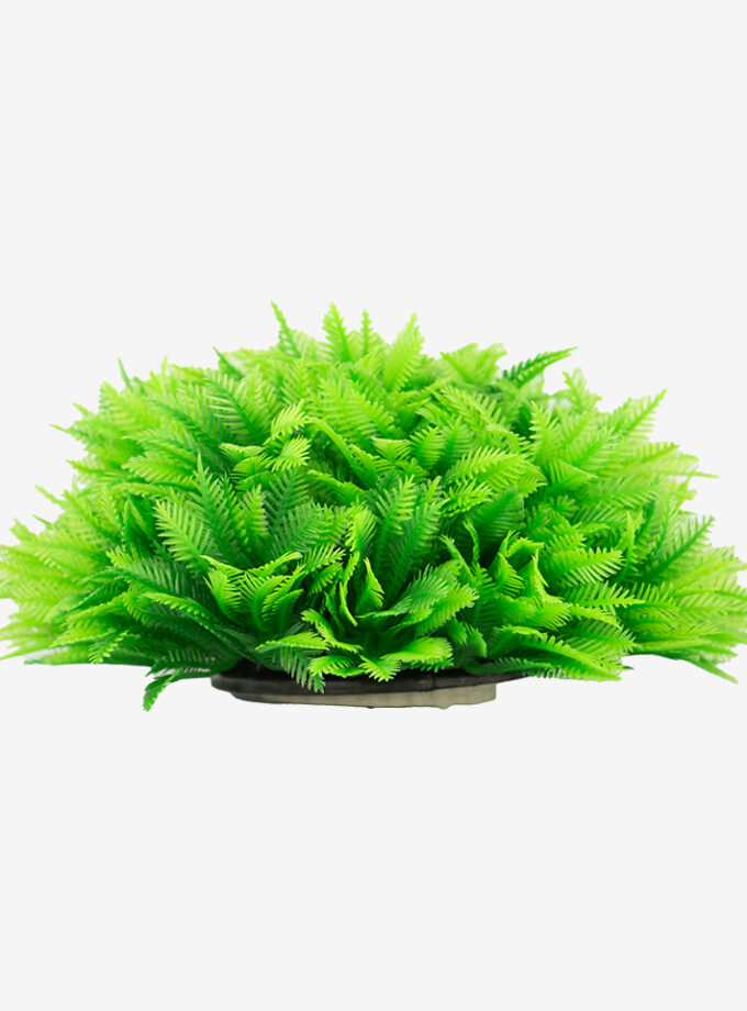 Ferny Green Shrub