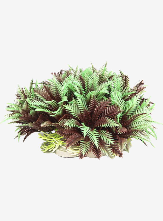 Peppermint Bush